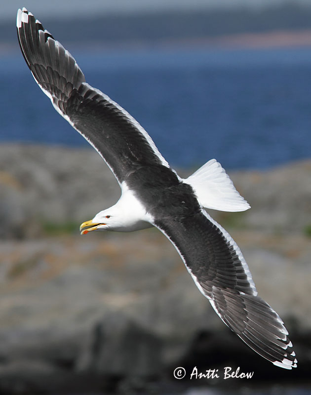 Avainsanat: Gavinot Svartbag Grote mantelmeeuw Great Black-backed Gull Merikajakas Merilokki Goéland marin Mantelmöwe Dolmányos sirály Svartbakur Svartbak Alcatraz-comum Larus marinus Gavión Atlántico Havstrut