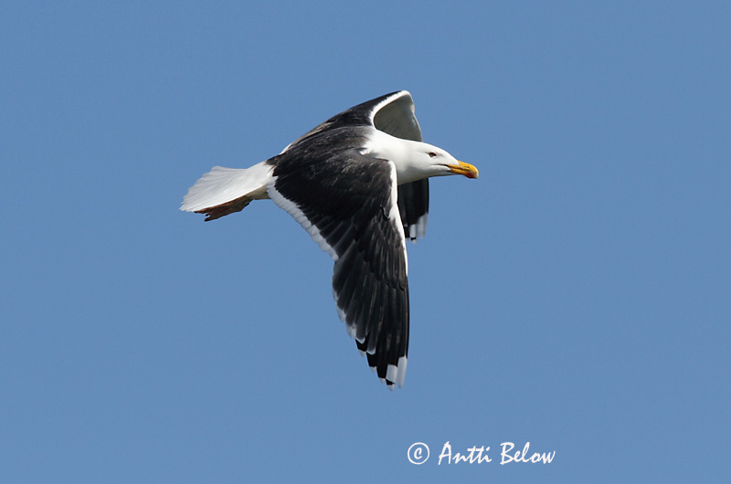 Avainsanat: Gavinot Svartbag Grote mantelmeeuw Great Black-backed Gull Merikajakas Merilokki Goéland marin Mantelmöwe Dolmányos sirály Svartbakur Svartbak Alcatraz-comum Larus marinus Gavión Atlántico Havstrut
