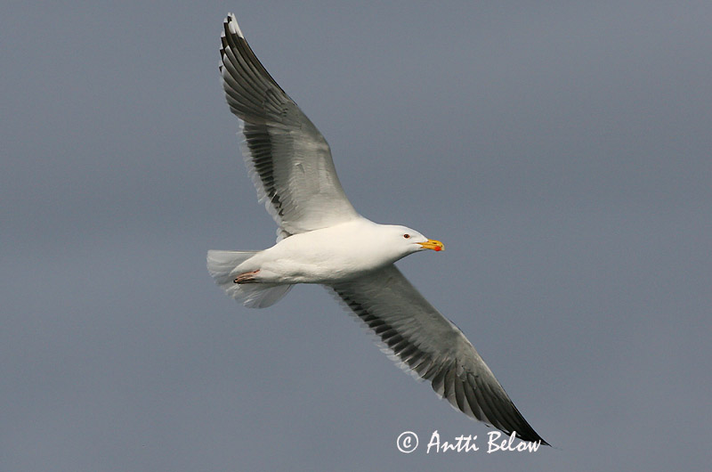Avainsanat: Gavinot Svartbag Grote mantelmeeuw Great Black-backed Gull Merikajakas Merilokki Goéland marin Mantelmöwe Dolmányos sirály Svartbakur Svartbak Alcatraz-comum Larus marinus Gavión Atlántico Havstrut