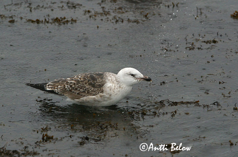 Avainsanat: Gavinot Svartbag Grote mantelmeeuw Great Black-backed Gull Merikajakas Merilokki Goéland marin Mantelmöwe Dolmányos sirály Svartbakur Svartbak Alcatraz-comum Larus marinus Gavión Atlántico Havstrut