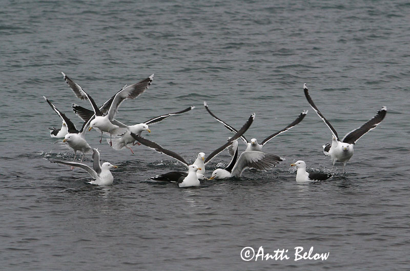 Avainsanat: Gavinot Svartbag Grote mantelmeeuw Great Black-backed Gull Merikajakas Merilokki Goéland marin Mantelmöwe Dolmányos sirály Svartbakur Svartbak Alcatraz-comum Larus marinus Gavión Atlántico Havstrut