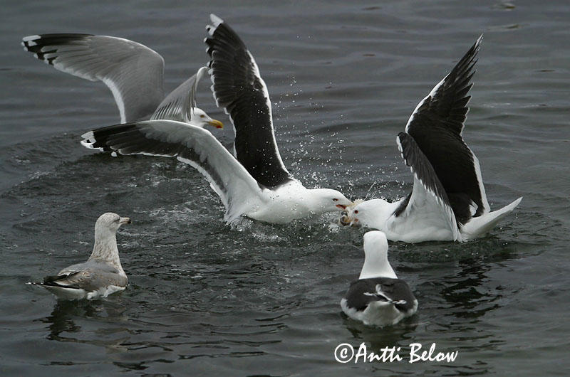 Avainsanat: Gavinot Svartbag Grote mantelmeeuw Great Black-backed Gull Merikajakas Merilokki Goéland marin Mantelmöwe Dolmányos sirály Svartbakur Svartbak Alcatraz-comum Larus marinus Gavión Atlántico Havstrut