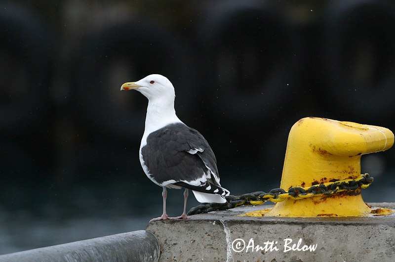 Avainsanat: Gavinot Svartbag Grote mantelmeeuw Great Black-backed Gull Merikajakas Merilokki Goéland marin Mantelmöwe Dolmányos sirály Svartbakur Svartbak Alcatraz-comum Larus marinus Gavión Atlántico Havstrut