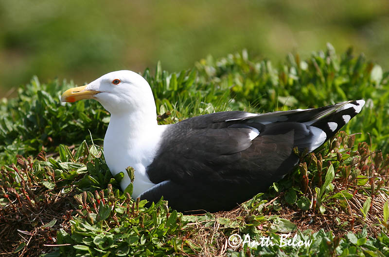 Avainsanat: Gavinot Svartbag Grote mantelmeeuw Great Black-backed Gull Merikajakas Merilokki Goéland marin Mantelmöwe Dolmányos sirály Svartbakur Svartbak Alcatraz-comum Larus marinus Gavión Atlántico Havstrut