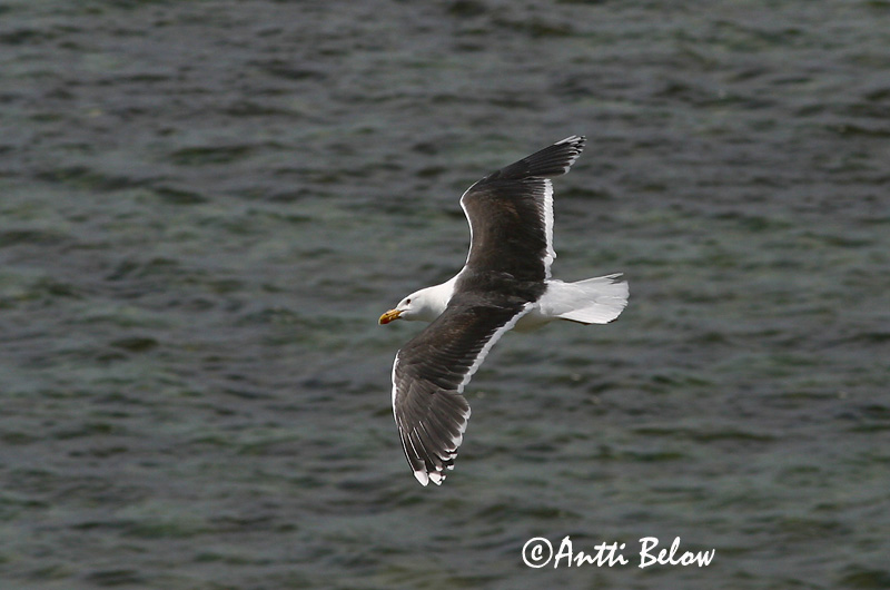 Avainsanat: Gavinot Svartbag Grote mantelmeeuw Great Black-backed Gull Merikajakas Merilokki Goéland marin Mantelmöwe Dolmányos sirály Svartbakur Svartbak Alcatraz-comum Larus marinus Gavión Atlántico Havstrut