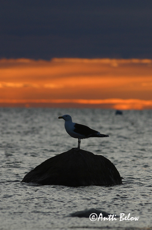 Avainsanat: Gavinot Svartbag Grote mantelmeeuw Great Black-backed Gull Merikajakas Merilokki Goéland marin Mantelmöwe Dolmányos sirály Svartbakur Svartbak Alcatraz-comum Larus marinus Gavión Atlántico Havstrut