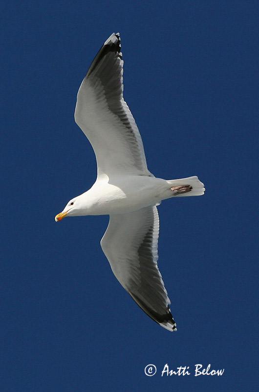 Avainsanat: Gavinot Svartbag Grote mantelmeeuw Great Black-backed Gull Merikajakas Merilokki Goéland marin Mantelmöwe Dolmányos sirály Svartbakur Svartbak Alcatraz-comum Larus marinus Gavión Atlántico Havstrut