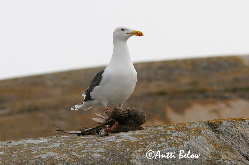 Avainsanat: Gavinot Svartbag Grote mantelmeeuw Great Black-backed Gull Merikajakas Merilokki Goéland marin Mantelmöwe Dolmányos sirály Svartbakur Svartbak Alcatraz-comum Larus marinus Gavión Atlántico Havstrut