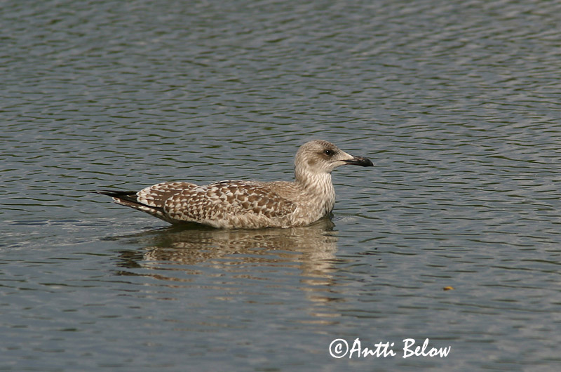 Avainsanat: Gavinot Svartbag Grote mantelmeeuw Great Black-backed Gull Merikajakas Merilokki Goéland marin Mantelmöwe Dolmányos sirály Svartbakur Svartbak Alcatraz-comum Larus marinus Gavión Atlántico Havstrut