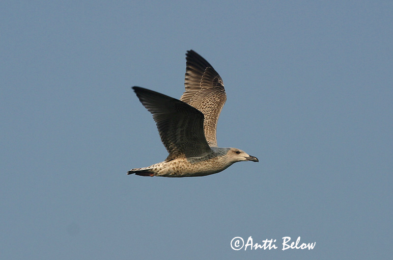 Avainsanat: Gavinot Svartbag Grote mantelmeeuw Great Black-backed Gull Merikajakas Merilokki Goéland marin Mantelmöwe Dolmányos sirály Svartbakur Svartbak Alcatraz-comum Larus marinus Gavión Atlántico Havstrut