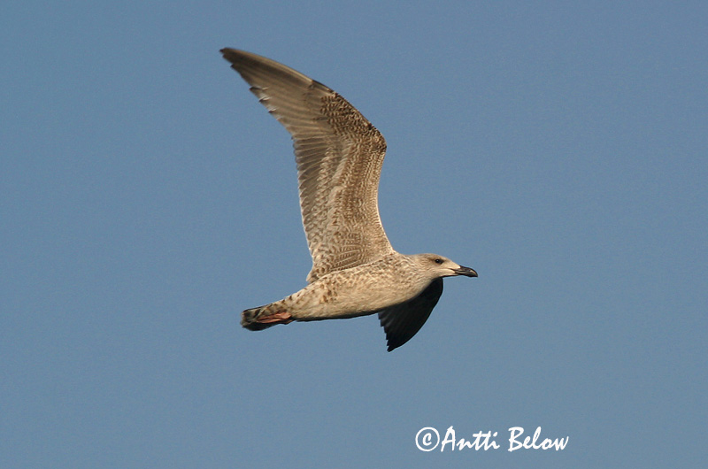 Avainsanat: Gavinot Svartbag Grote mantelmeeuw Great Black-backed Gull Merikajakas Merilokki Goéland marin Mantelmöwe Dolmányos sirály Svartbakur Svartbak Alcatraz-comum Larus marinus Gavión Atlántico Havstrut
