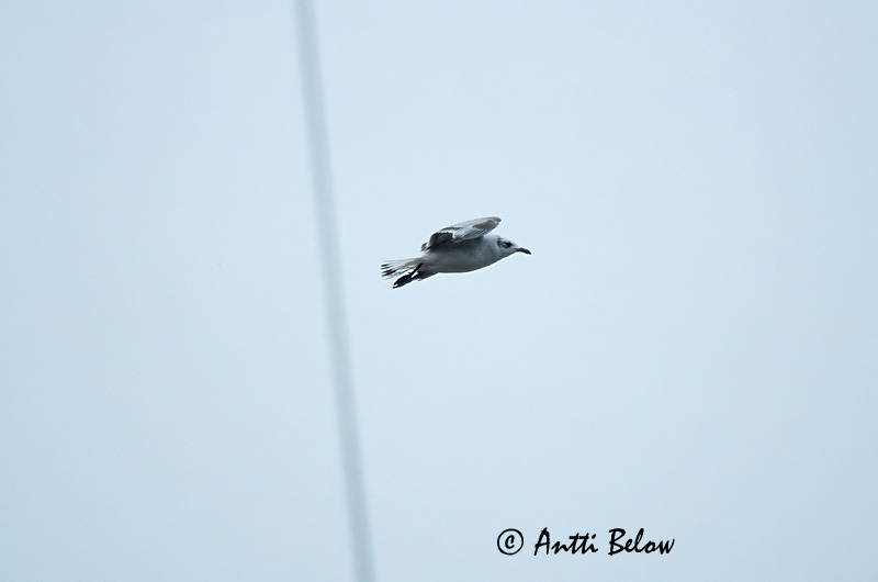 Denmark
Avainsanat: Gavina capnegra Sorthovedet måge Zwartkopmeeuw Mediterranean Gull Karbuskajakas mustapea-kajakas Mustanmerenlokki Mouette mélanocéphale Schwarzkopfmöwe Szerecsensirály Lónamáfur Svartehavsmåke Gaivota-de-cabeça-preta Larus melanocephalus Gaviota 