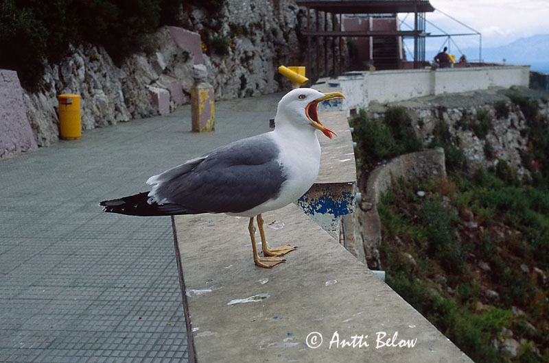Avainsanat: Yellow-legged Gull Larus michahellis Gulfotad trut Etelänharmaalokki