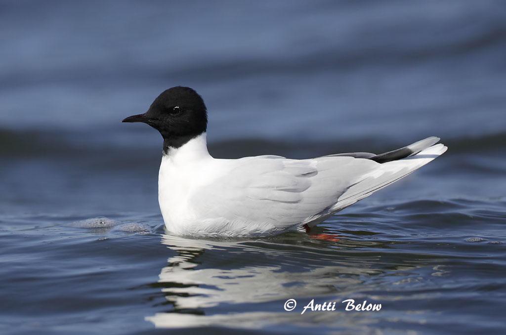 Avainsanat: Escorxador Rødrygget tornskade Grauwe klauwier Red-backed Shrike Punaselg-õgija Pikkulepinkäinen Pie-grièche à dos marron Neuntöter Tövisszúró gébics Þyrnisvarri Averla piccola Tornskate Picanço-de-dorso-ruivo Lanius collurio Alcaudón Dorsirr