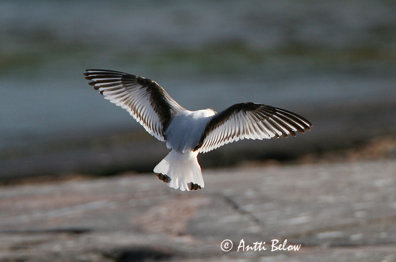 Avainsanat: Gavina menuda Dværgmåge Dwergmeeuw Little Gull Väikekajakas Pikkulokki Mouette pygmée Zwergmöwe Kis sirály Dvergmáfur Dvergmåke Gaivota-pequena Larus minutus Gaviota Enana Dvårgmås
