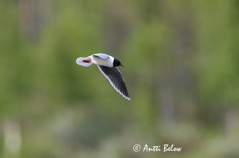 Avainsanat: Escorxador Rødrygget tornskade Grauwe klauwier Red-backed Shrike Punaselg-õgija Pikkulepinkäinen Pie-grièche à dos marron Neuntöter Tövisszúró gébics Þyrnisvarri Averla piccola Tornskate Picanço-de-dorso-ruivo Lanius collurio Alcaudón Dorsirr