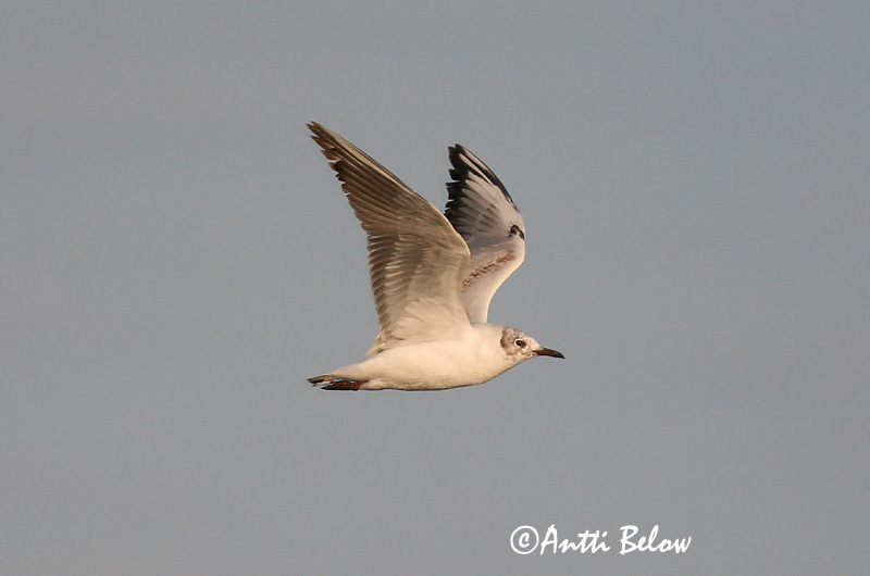 Avainsanat: Gavina vulgar Hættemåge Kokmeeuw Black-headed Gull Naerukajakas Naurulokki Mouette rieuse Lachmöwe Dankasirály Hettumáfur Hettemåke Guincho-comum Larus ridibundus Gaviota Reidora Skrattmås