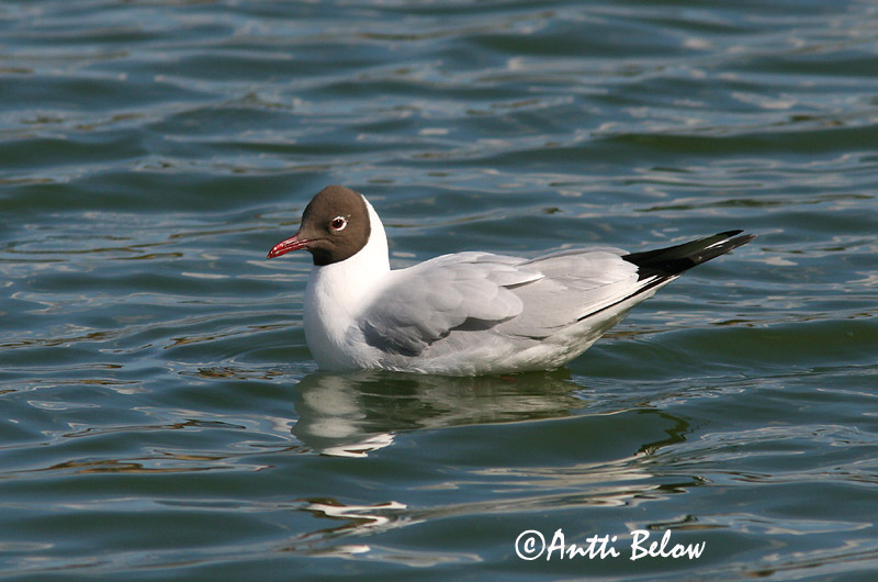 Avainsanat: Gavina vulgar Hættemåge Kokmeeuw Black-headed Gull Naerukajakas Naurulokki Mouette rieuse Lachmöwe Dankasirály Hettumáfur Hettemåke Guincho-comum Larus ridibundus Gaviota Reidora Skrattmås