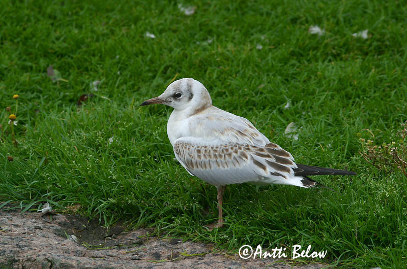 Avainsanat: Gavina vulgar Hættemåge Kokmeeuw Black-headed Gull Naerukajakas Naurulokki Mouette rieuse Lachmöwe Dankasirály Hettumáfur Hettemåke Guincho-comum Larus ridibundus Gaviota Reidora Skrattmås