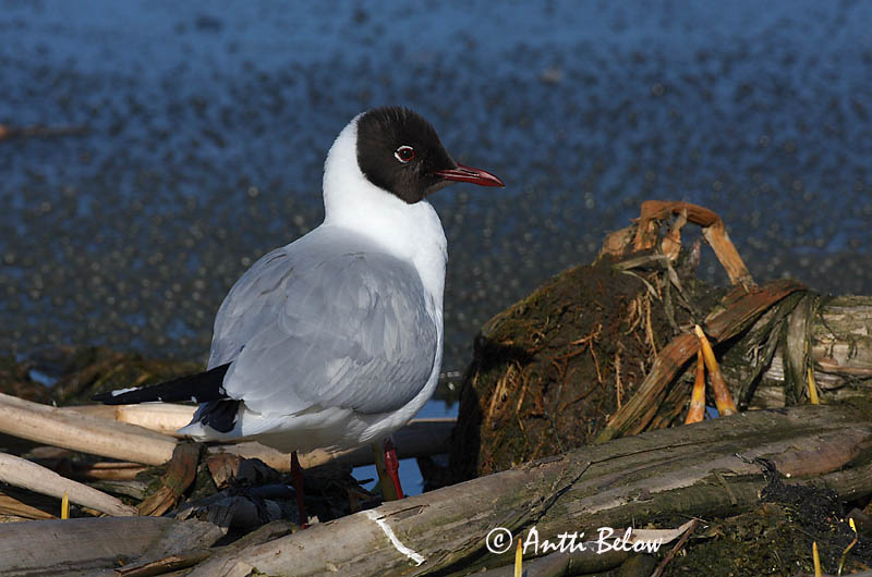 Avainsanat: Gavina vulgar Hættemåge Kokmeeuw Black-headed Gull Naerukajakas Naurulokki Mouette rieuse Lachmöwe Dankasirály Hettumáfur Hettemåke Guincho-comum Larus ridibundus Gaviota Reidora Skrattmås