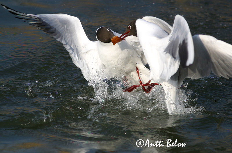Avainsanat: Gavina vulgar Hættemåge Kokmeeuw Black-headed Gull Naerukajakas Naurulokki Mouette rieuse Lachmöwe Dankasirály Hettumáfur Hettemåke Guincho-comum Larus ridibundus Gaviota Reidora Skrattmås