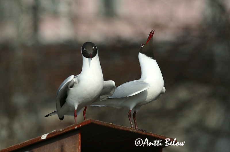 Avainsanat: Gavina vulgar Hættemåge Kokmeeuw Black-headed Gull Naerukajakas Naurulokki Mouette rieuse Lachmöwe Dankasirály Hettumáfur Hettemåke Guincho-comum Larus ridibundus Gaviota Reidora Skrattmås