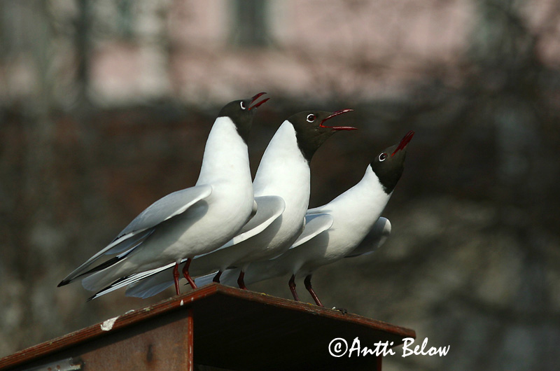 Avainsanat: Gavina vulgar Hættemåge Kokmeeuw Black-headed Gull Naerukajakas Naurulokki Mouette rieuse Lachmöwe Dankasirály Hettumáfur Hettemåke Guincho-comum Larus ridibundus Gaviota Reidora Skrattmås