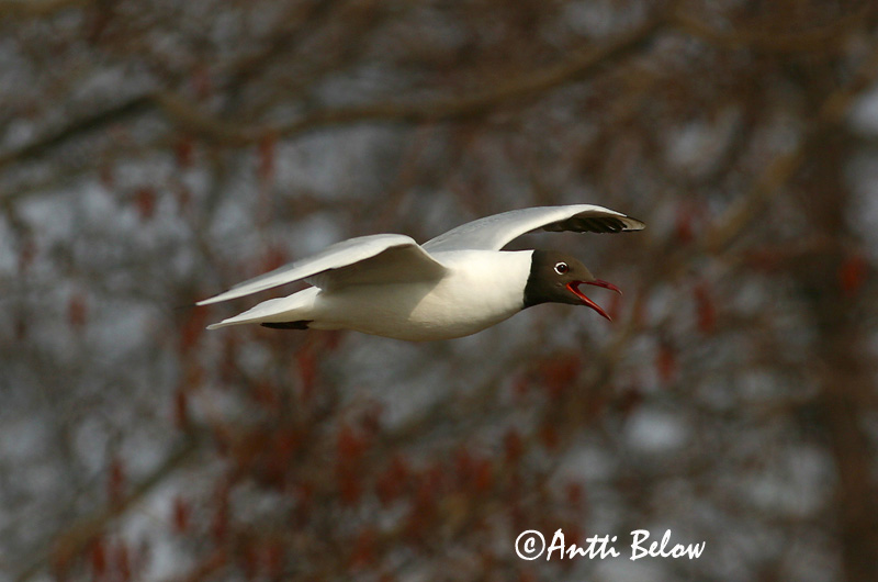 Avainsanat: Gavina vulgar Hættemåge Kokmeeuw Black-headed Gull Naerukajakas Naurulokki Mouette rieuse Lachmöwe Dankasirály Hettumáfur Hettemåke Guincho-comum Larus ridibundus Gaviota Reidora Skrattmås