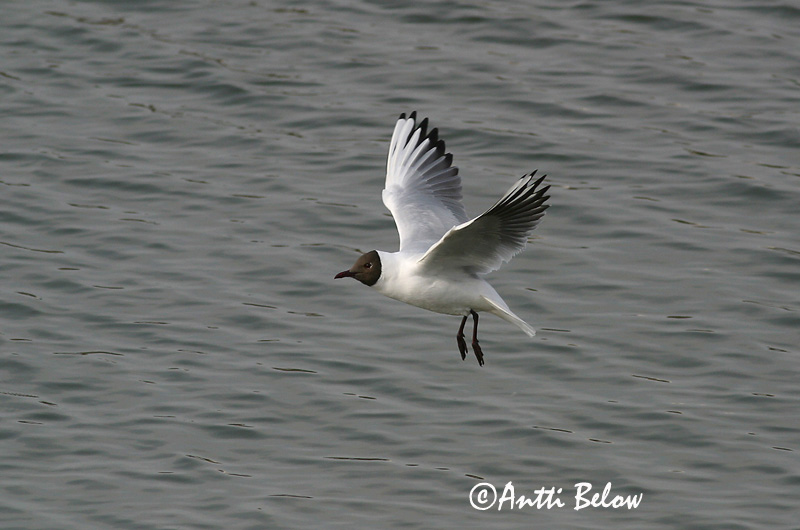 Avainsanat: Gavina vulgar Hættemåge Kokmeeuw Black-headed Gull Naerukajakas Naurulokki Mouette rieuse Lachmöwe Dankasirály Hettumáfur Hettemåke Guincho-comum Larus ridibundus Gaviota Reidora Skrattmås