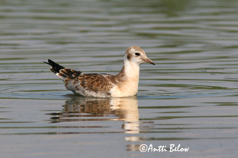 Avainsanat: Gavina vulgar Hættemåge Kokmeeuw Black-headed Gull Naerukajakas Naurulokki Mouette rieuse Lachmöwe Dankasirály Hettumáfur Hettemåke Guincho-comum Larus ridibundus Gaviota Reidora Skrattmås