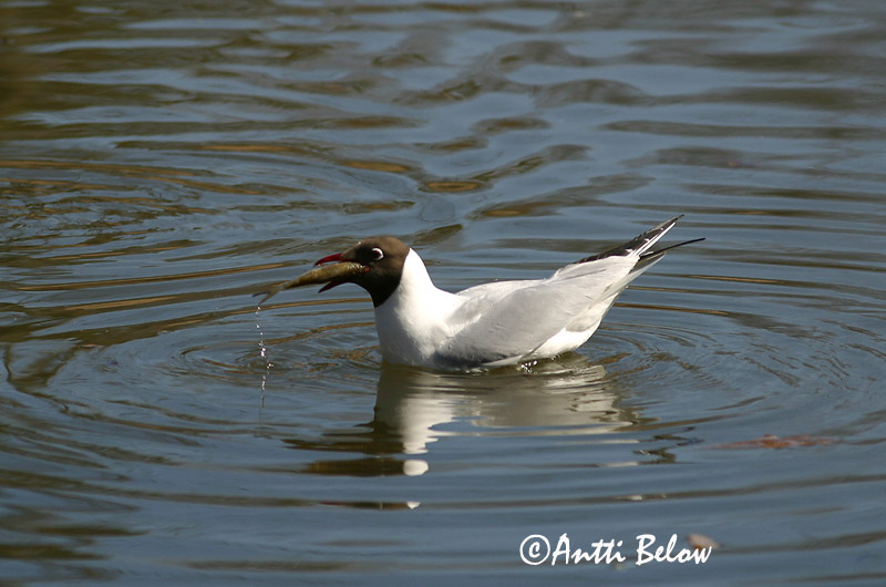 Avainsanat: Gavina vulgar Hættemåge Kokmeeuw Black-headed Gull Naerukajakas Naurulokki Mouette rieuse Lachmöwe Dankasirály Hettumáfur Hettemåke Guincho-comum Larus ridibundus Gaviota Reidora Skrattmås