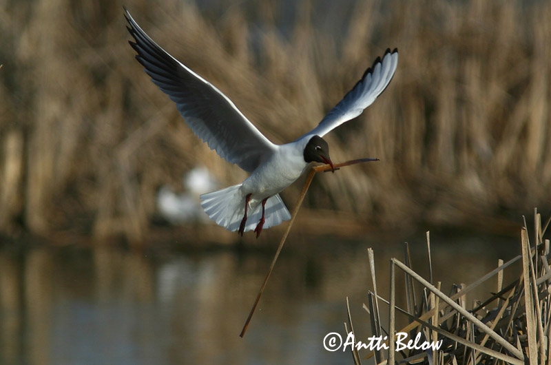 Avainsanat: Gavina vulgar Hættemåge Kokmeeuw Black-headed Gull Naerukajakas Naurulokki Mouette rieuse Lachmöwe Dankasirály Hettumáfur Hettemåke Guincho-comum Larus ridibundus Gaviota Reidora Skrattmås