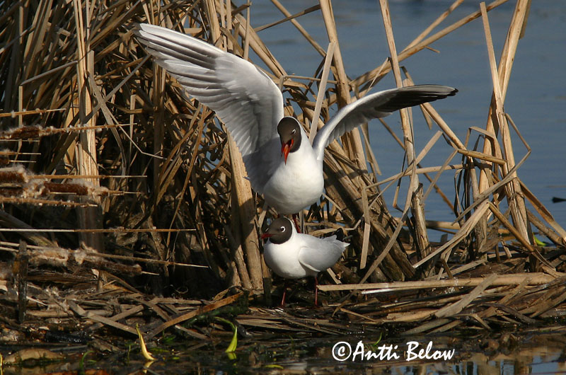 Avainsanat: Gavina vulgar Hættemåge Kokmeeuw Black-headed Gull Naerukajakas Naurulokki Mouette rieuse Lachmöwe Dankasirály Hettumáfur Hettemåke Guincho-comum Larus ridibundus Gaviota Reidora Skrattmås