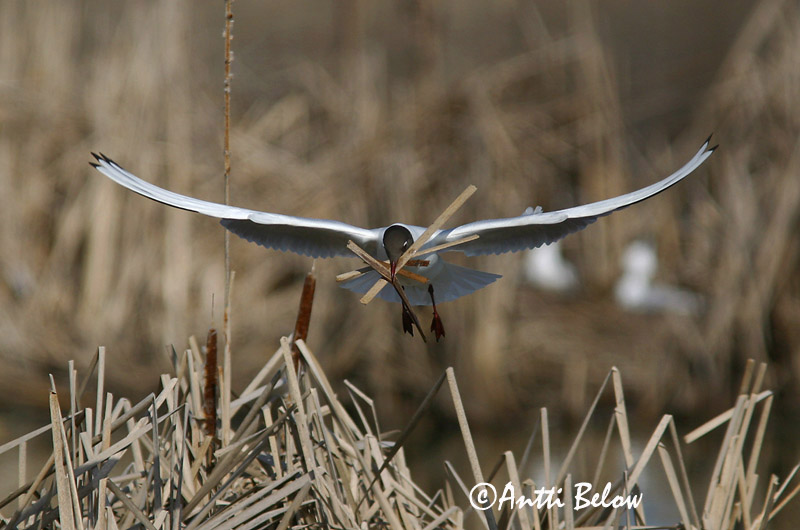 Avainsanat: Gavina vulgar Hættemåge Kokmeeuw Black-headed Gull Naerukajakas Naurulokki Mouette rieuse Lachmöwe Dankasirály Hettumáfur Hettemåke Guincho-comum Larus ridibundus Gaviota Reidora Skrattmås