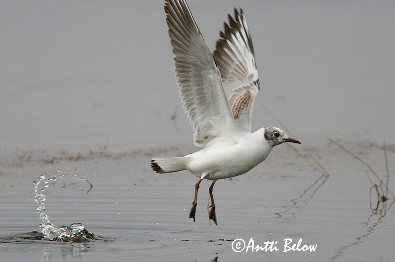 Avainsanat: Gavina vulgar Hættemåge Kokmeeuw Black-headed Gull Naerukajakas Naurulokki Mouette rieuse Lachmöwe Dankasirály Hettumáfur Hettemåke Guincho-comum Larus ridibundus Gaviota Reidora Skrattmås