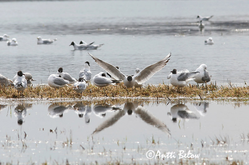 Avainsanat: Gavina vulgar Hættemåge Kokmeeuw Black-headed Gull Naerukajakas Naurulokki Mouette rieuse Lachmöwe Dankasirály Hettumáfur Hettemåke Guincho-comum Larus ridibundus Gaviota Reidora Skrattmås