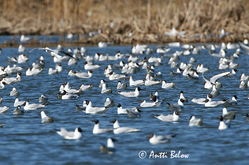 Avainsanat: Gavina vulgar Hættemåge Kokmeeuw Black-headed Gull Naerukajakas Naurulokki Mouette rieuse Lachmöwe Dankasirály Hettumáfur Hettemåke Guincho-comum Larus ridibundus Gaviota Reidora Skrattmås