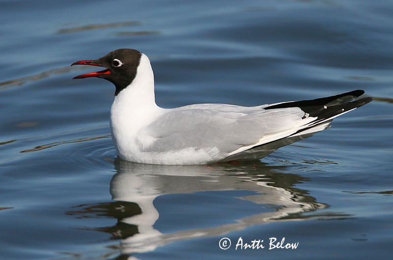 Avainsanat: Gavina vulgar Hættemåge Kokmeeuw Black-headed Gull Naerukajakas Naurulokki Mouette rieuse Lachmöwe Dankasirály Hettumáfur Hettemåke Guincho-comum Larus ridibundus Gaviota Reidora Skrattmås