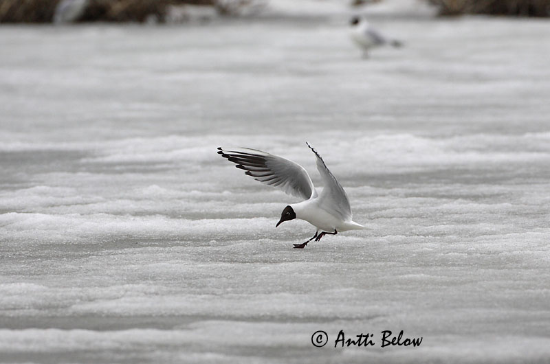 Avainsanat: Gavina vulgar Hættemåge Kokmeeuw Black-headed Gull Naerukajakas Naurulokki Mouette rieuse Lachmöwe Dankasirály Hettumáfur Hettemåke Guincho-comum Larus ridibundus Gaviota Reidora Skrattmås