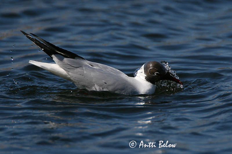 Avainsanat: Gavina vulgar Hættemåge Kokmeeuw Black-headed Gull Naerukajakas Naurulokki Mouette rieuse Lachmöwe Dankasirály Hettumáfur Hettemåke Guincho-comum Larus ridibundus Gaviota Reidora Skrattmås