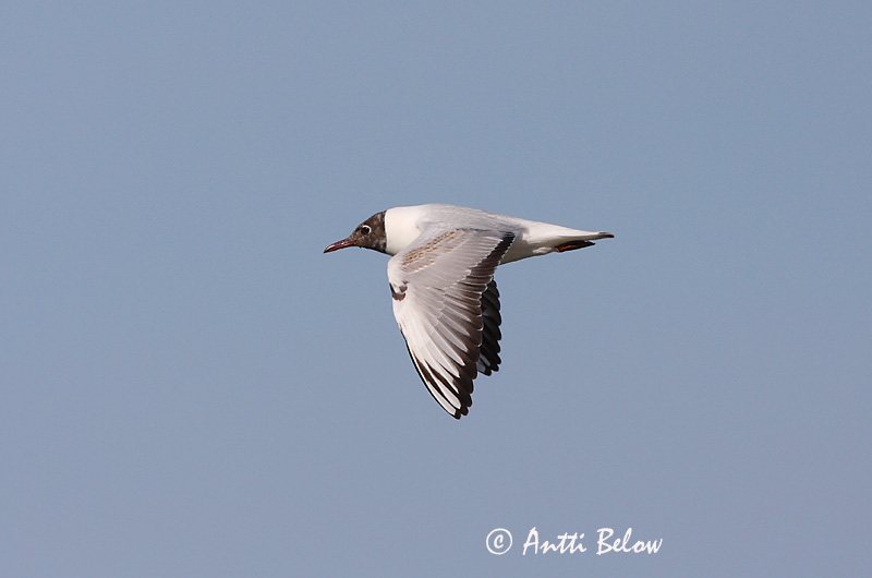 Avainsanat: Gavina vulgar Hættemåge Kokmeeuw Black-headed Gull Naerukajakas Naurulokki Mouette rieuse Lachmöwe Dankasirály Hettumáfur Hettemåke Guincho-comum Larus ridibundus Gaviota Reidora Skrattmås