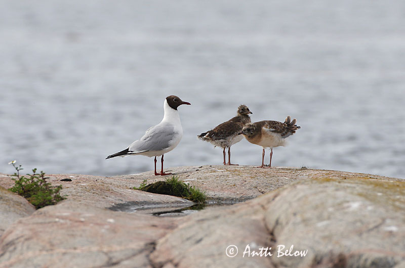 Avainsanat: Gavina vulgar Hættemåge Kokmeeuw Black-headed Gull Naerukajakas Naurulokki Mouette rieuse Lachmöwe Dankasirály Hettumáfur Hettemåke Guincho-comum Larus ridibundus Gaviota Reidora Skrattmås