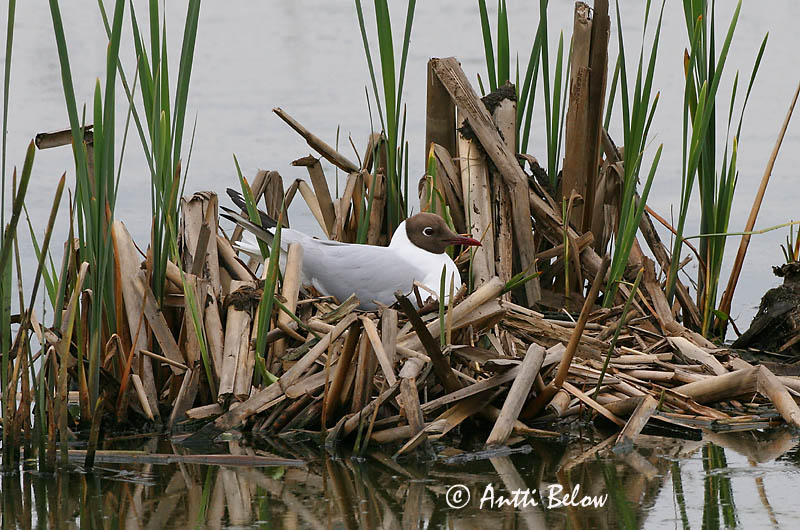 Avainsanat: Gavina vulgar Hættemåge Kokmeeuw Black-headed Gull Naerukajakas Naurulokki Mouette rieuse Lachmöwe Dankasirály Hettumáfur Hettemåke Guincho-comum Larus ridibundus Gaviota Reidora Skrattmås