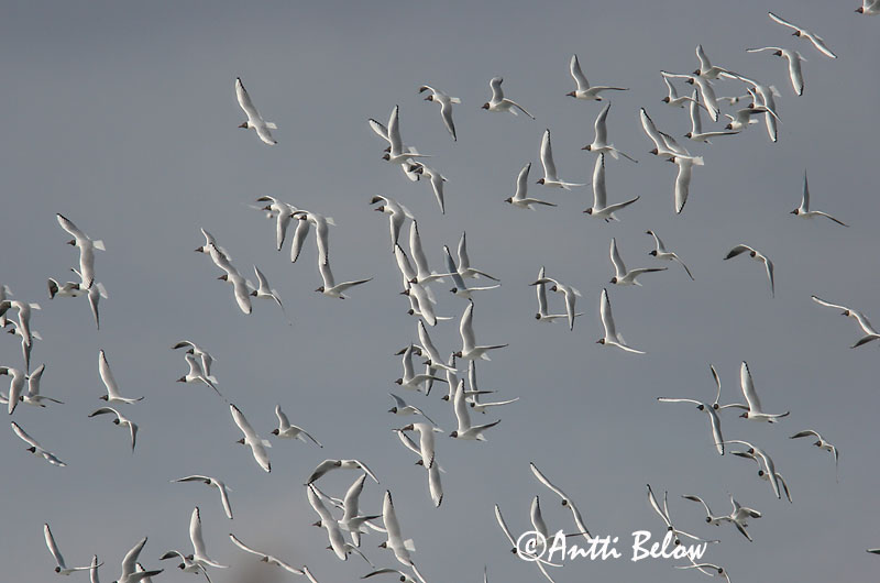 Avainsanat: Gavina vulgar Hættemåge Kokmeeuw Black-headed Gull Naerukajakas Naurulokki Mouette rieuse Lachmöwe Dankasirály Hettumáfur Hettemåke Guincho-comum Larus ridibundus Gaviota Reidora Skrattmås