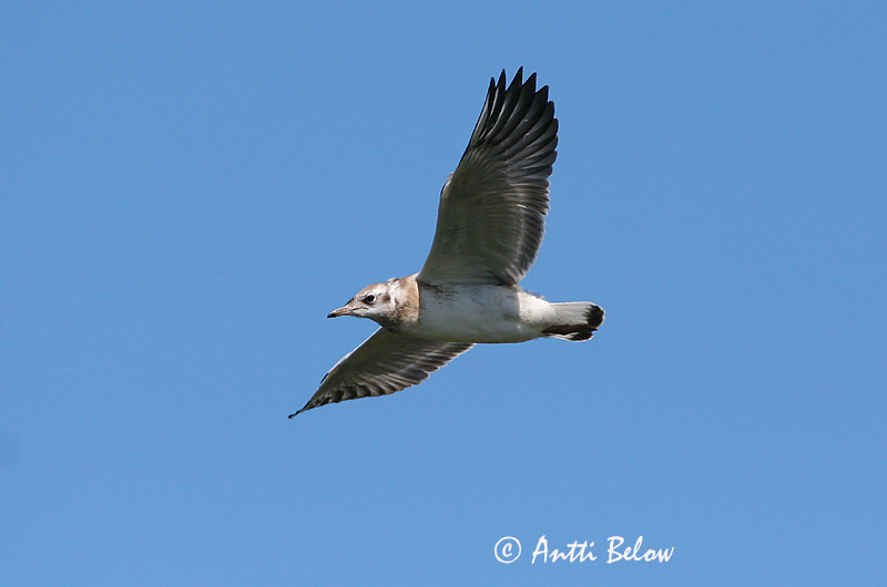 Avainsanat: Gavina vulgar Hættemåge Kokmeeuw Black-headed Gull Naerukajakas Naurulokki Mouette rieuse Lachmöwe Dankasirály Hettumáfur Hettemåke Guincho-comum Larus ridibundus Gaviota Reidora Skrattmås