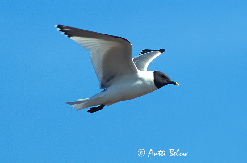 Avainsanat: Sabinemåge Vorkstaartmeeuw Sabine's Gull Harksaba-kajakas Tiiralokki Mouette de Sabine Schwalbenmöwe Fecskesirály Þernumáfur Sabinemåke Gaivota de Sabine Larus sabini Gaviota de Sabine Tärnmås