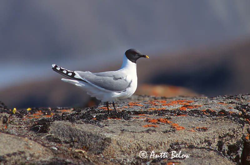 Avainsanat: Sabinemåge Vorkstaartmeeuw Sabine's Gull Harksaba-kajakas Tiiralokki Mouette de Sabine Schwalbenmöwe Fecskesirály Þernumáfur Sabinemåke Gaivota de Sabine Larus sabini Gaviota de Sabine Tärnmås