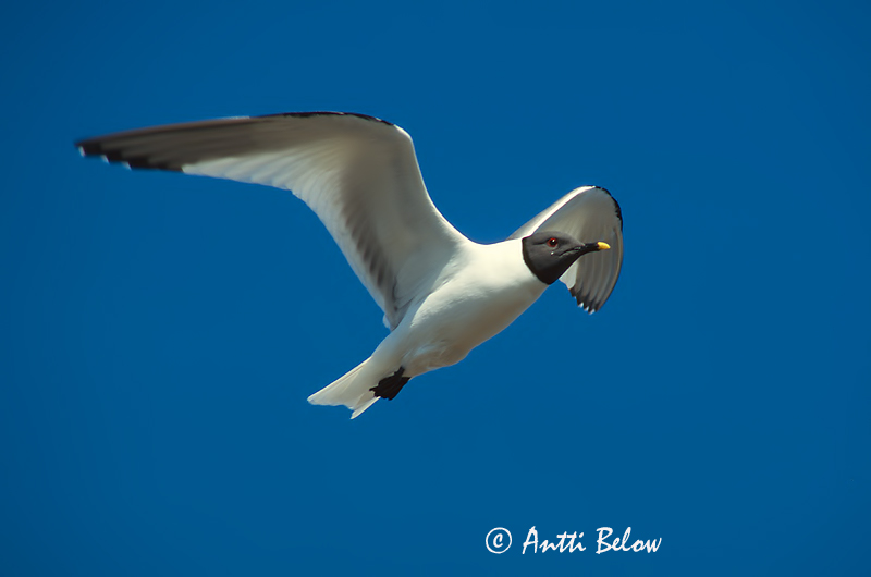 Avainsanat: Sabinemåge Vorkstaartmeeuw Sabine's Gull Harksaba-kajakas Tiiralokki Mouette de Sabine Schwalbenmöwe Fecskesirály Þernumáfur Sabinemåke Gaivota de Sabine Larus sabini Gaviota de Sabine Tärnmås