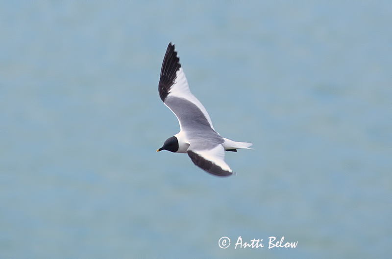 Avainsanat: Sabinemåge Vorkstaartmeeuw Sabine's Gull Harksaba-kajakas Tiiralokki Mouette de Sabine Schwalbenmöwe Fecskesirály Þernumáfur Sabinemåke Gaivota de Sabine Larus sabini Gaviota de Sabine Tärnmås