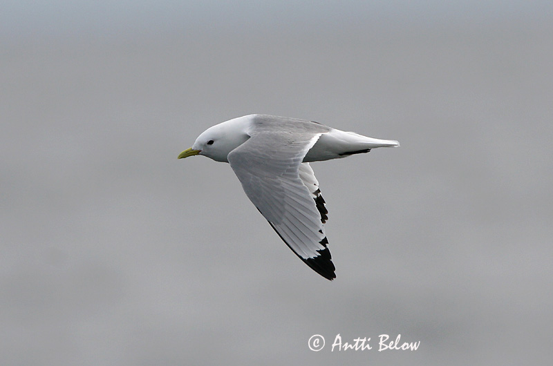 Avainsanat: Gavineta de tres dits Ride Drieteenmeeuw Black-legged Kittiwake Kaljukajakas Pikkukajava Mouette tridactyle Dreizehenmöwe Háromujjú csüllö Rita Gabbiano tridattilo Krykkje Gaivota-tridáctila Rissa tridactyla Gaviota Tridáctila Tretåig mås